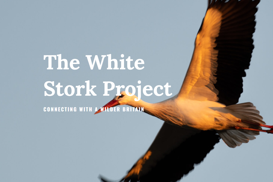 The White Stork Project